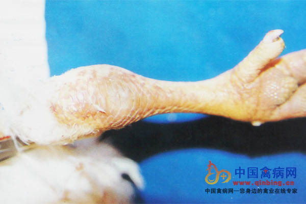 像病鸡一样弱!